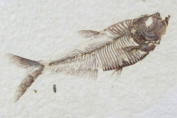 Diplomystus Fossil Fish - Wyoming #93989